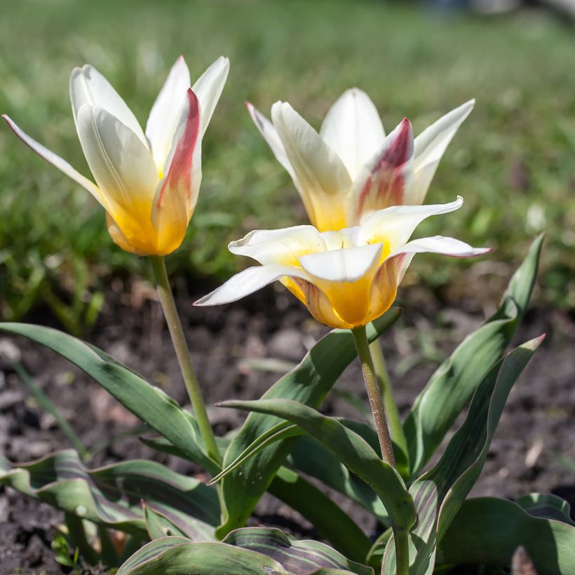 Tulipa kaufmanniana Johann Strauss (Hafen)