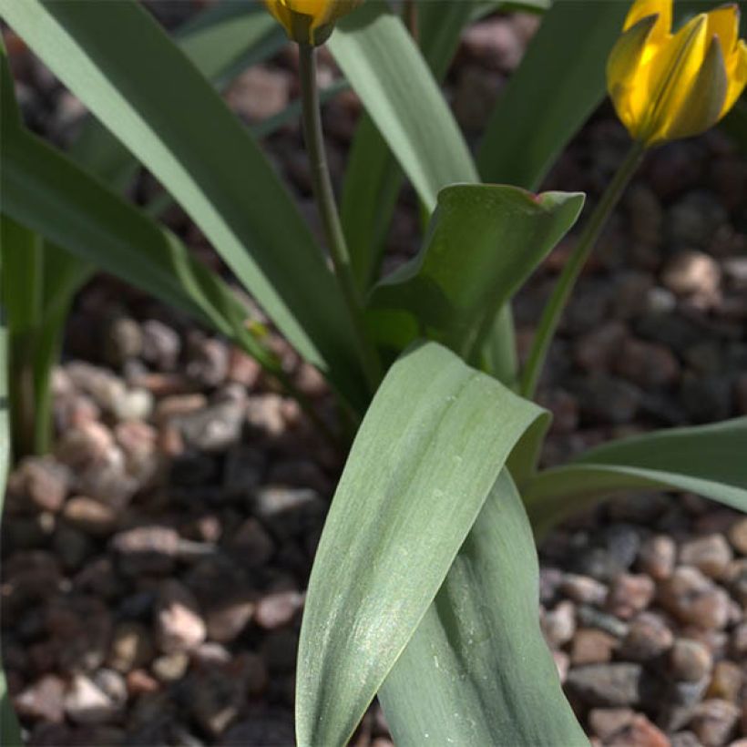 Tulipa neustruevae - Neustruews Tulpe (Laub)