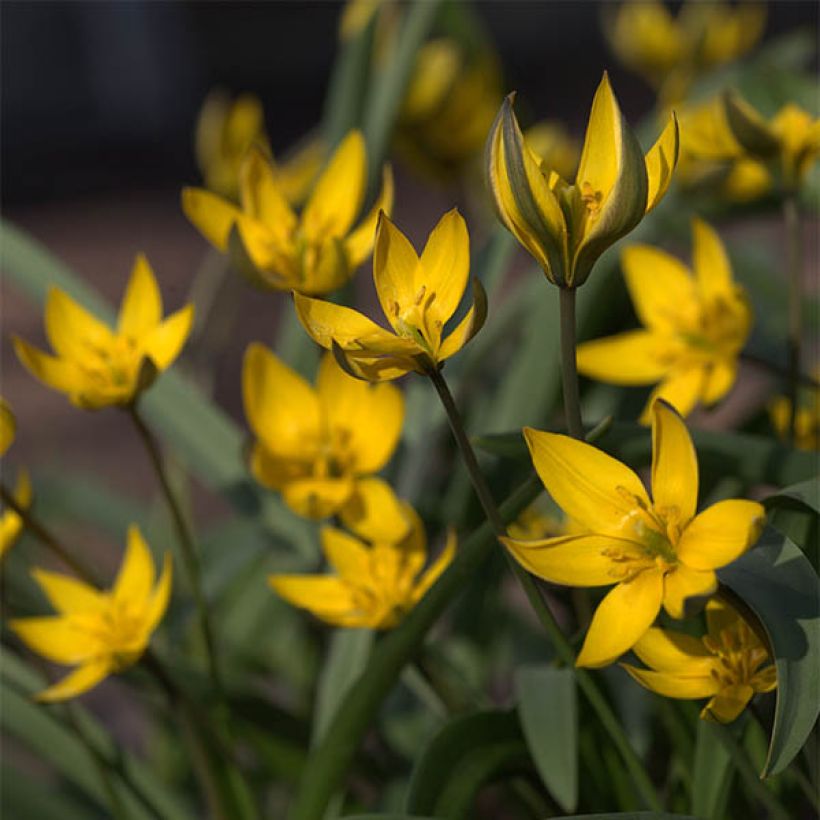 Tulipa neustruevae - Neustruews Tulpe (Blüte)