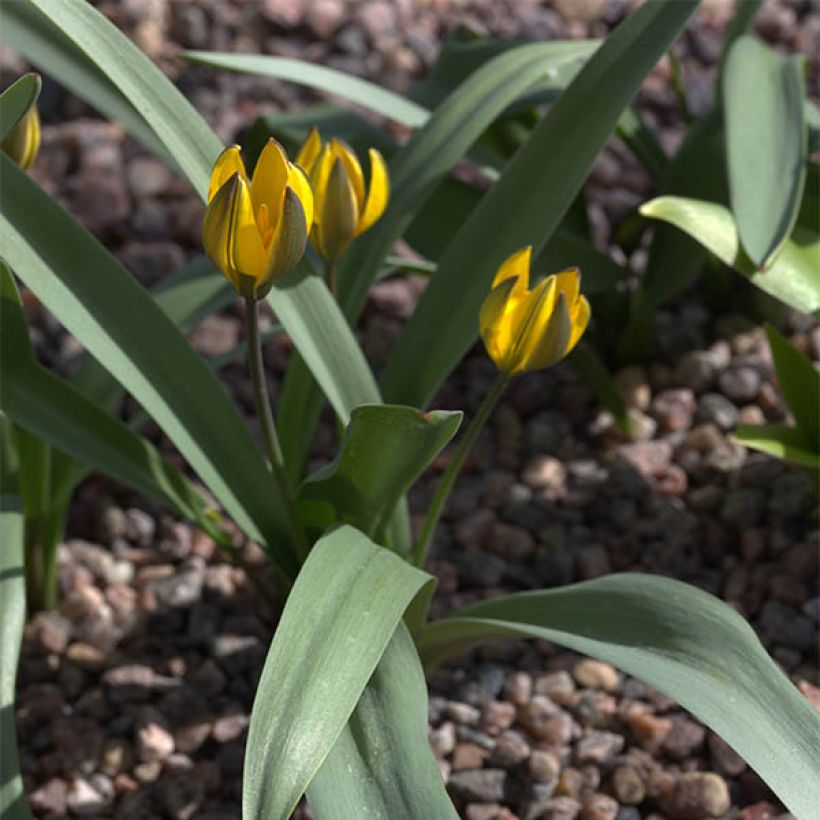 Tulipa neustruevae - Neustruews Tulpe (Hafen)