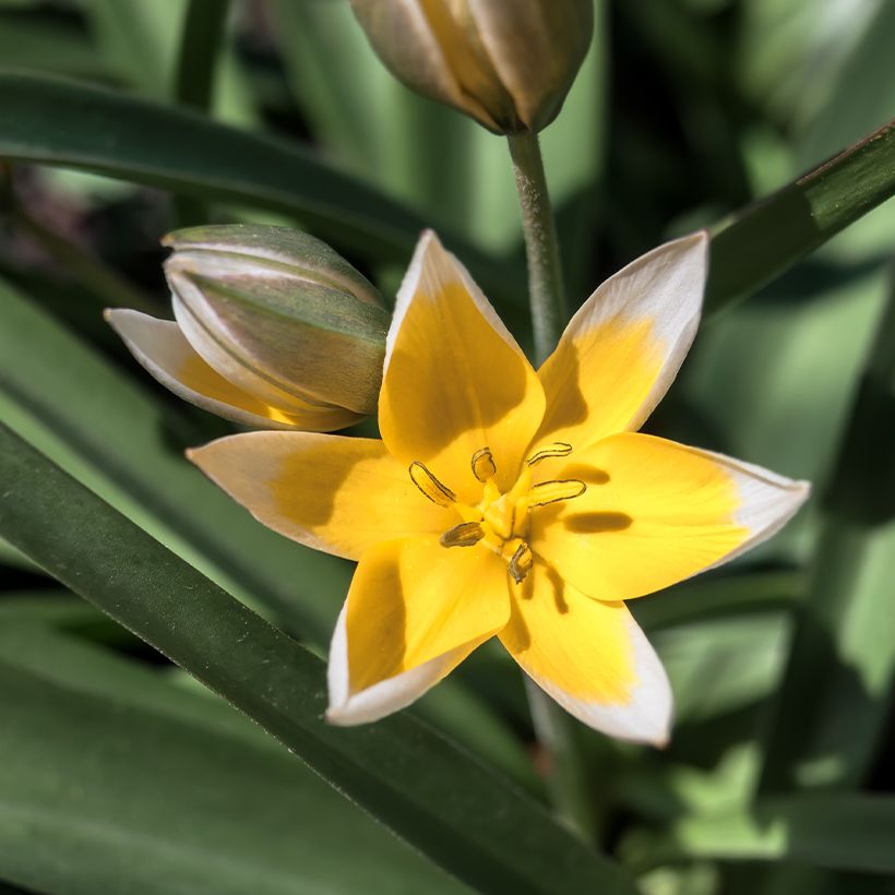 Tulipa tarda - Späte Tulpe (Blüte)