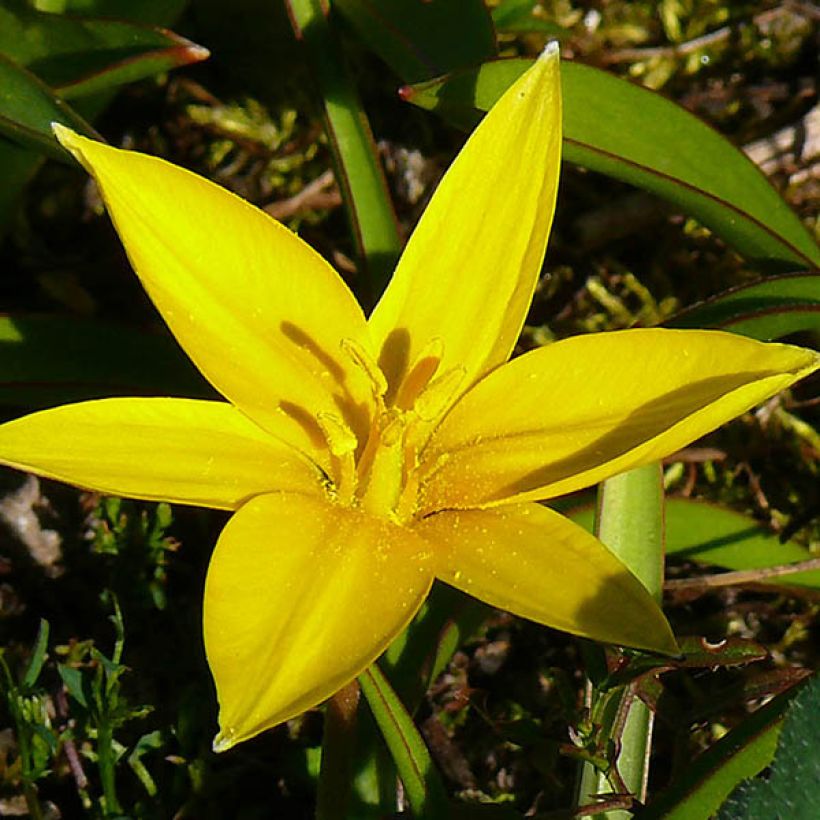 Tulipa urumiensis - Urumiens Tulpe (Blüte)