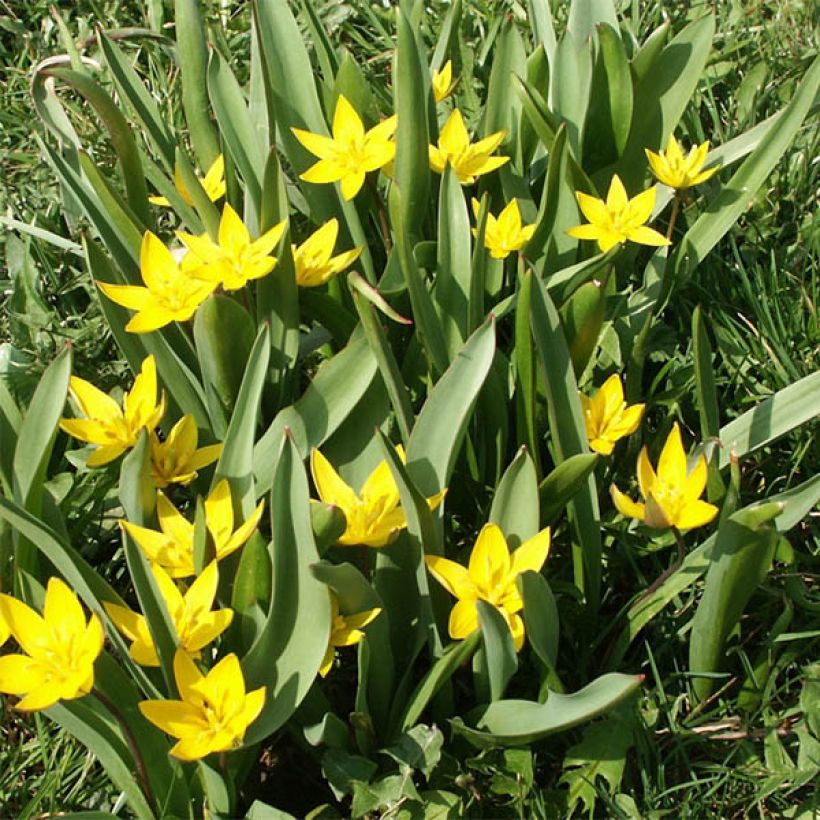 Tulipa urumiensis - Urumiens Tulpe (Hafen)