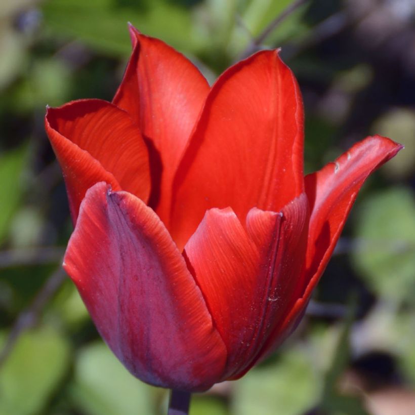 Frühe Einfache Tulpe Couleur Cardinal (Blüte)