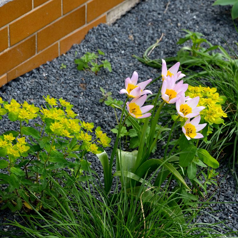 Tulipa saxatilis - Felsen-Tulpe (Hafen)