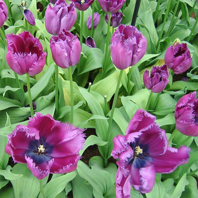 Gefranste Tulpe Curly Sue (Blüte)