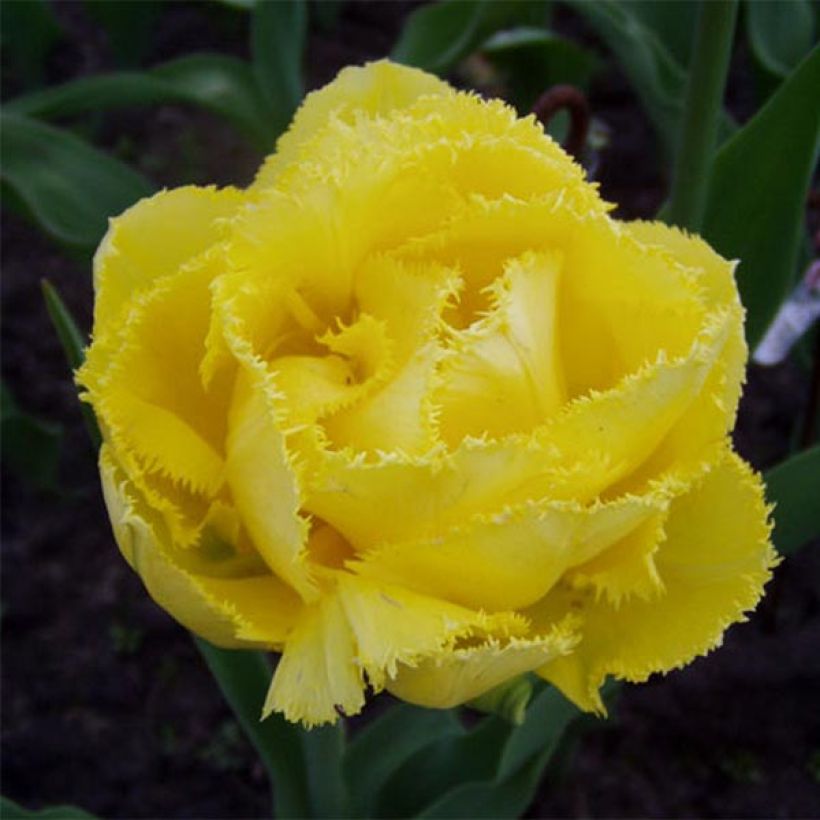 Gefranste Tulpe Exotic Sun (Blüte)