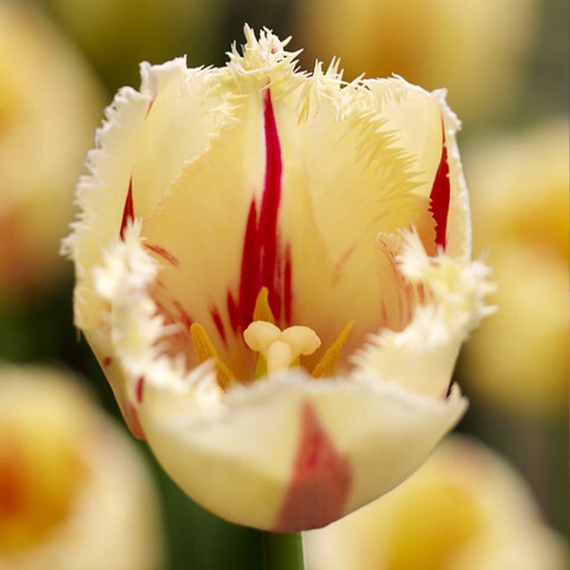 Gefranste Tulpe Carrousel (Blüte)