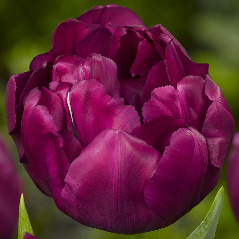 Frühe Gefüllte Tulpe Alison Bradley (Blüte)