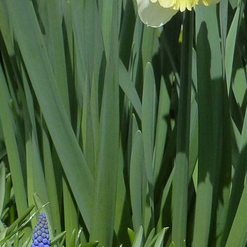 Frühe Gefüllte Tulpe Copper Image (Laub)