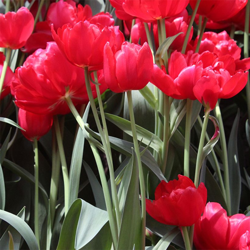 Späte Gefüllte Tulpe Estatic (Hafen)