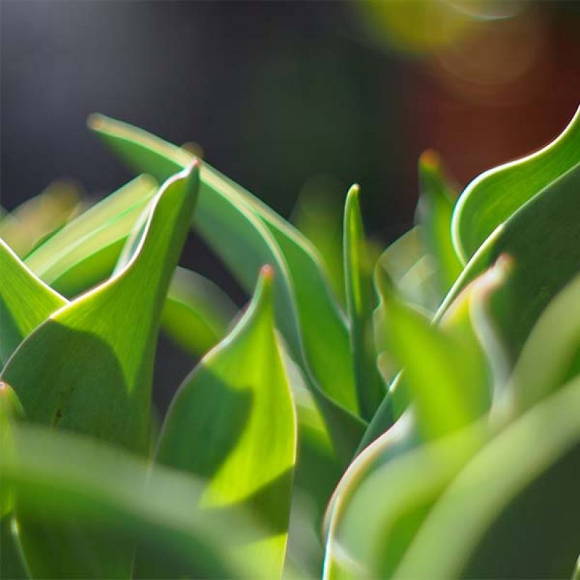 Späte Gefüllte Tulpe Gudoshnik Double (Laub)