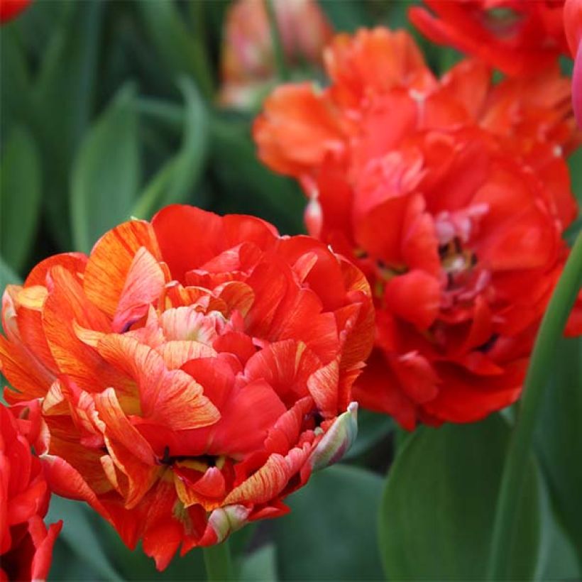 Späte Gefüllte Tulpe Gudoshnik Double (Blüte)