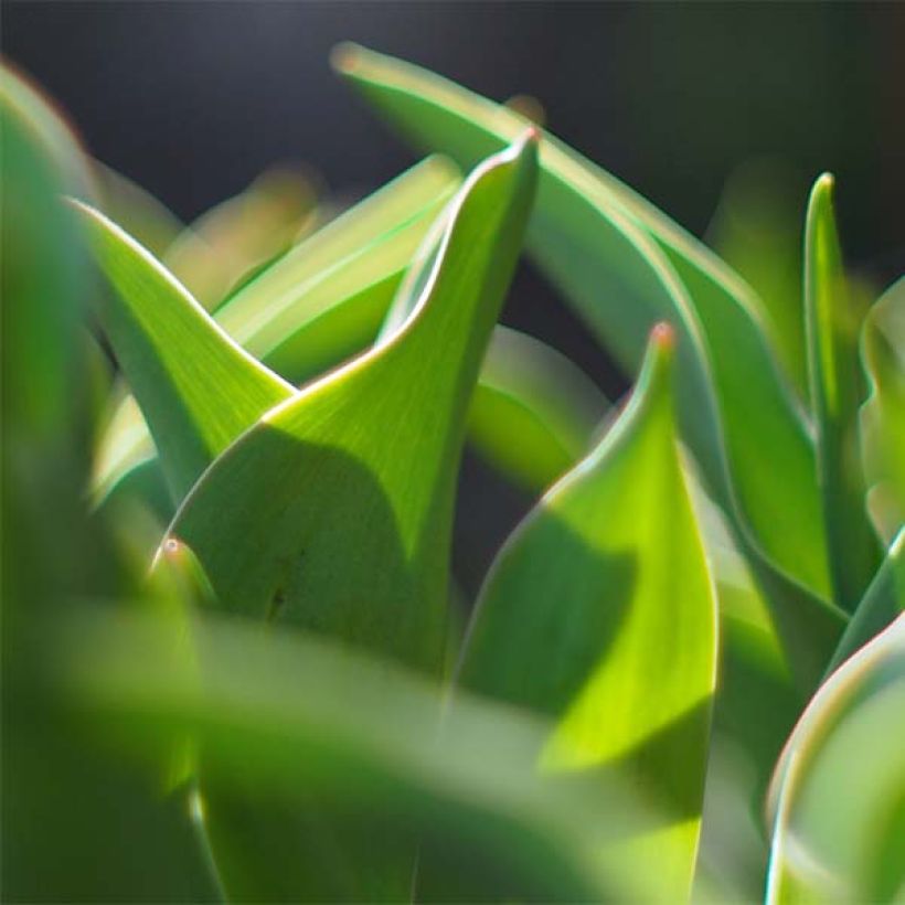 Lilienblütige Tulpe Budlight (Laub)