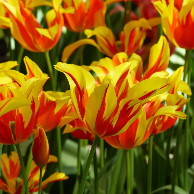 Lilienblütige Tulpe Fire Wings (Blüte)