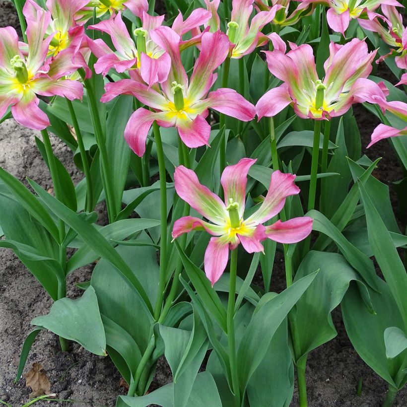 Lilienblütige Tulpe Love Dance (Hafen)