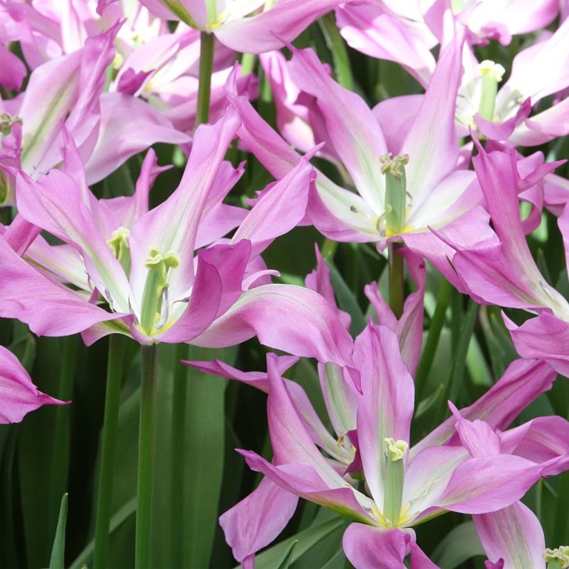 Lilienblütige Tulpe Purple Dance (Blüte)