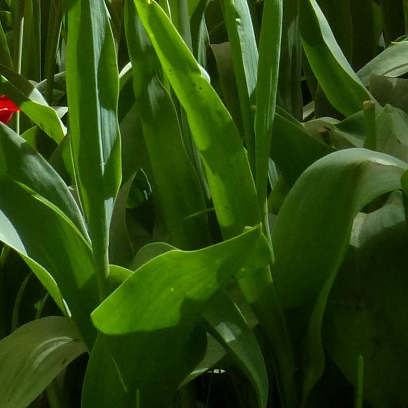 Lilienblütige Tulpe Red Shine (Laub)