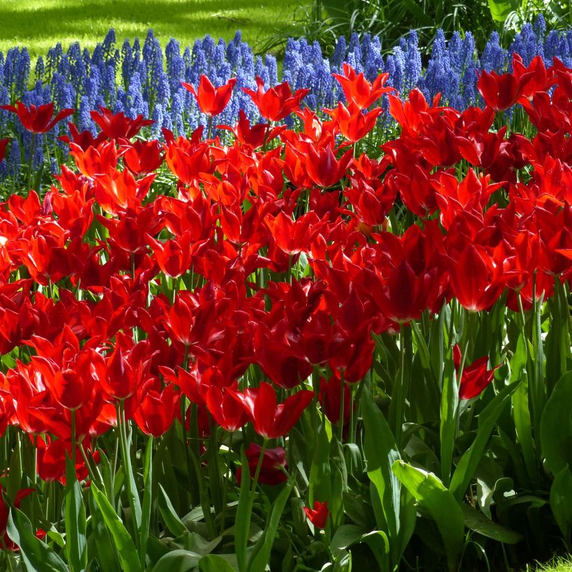 Lilienblütige Tulpe Red Shine (Blüte)