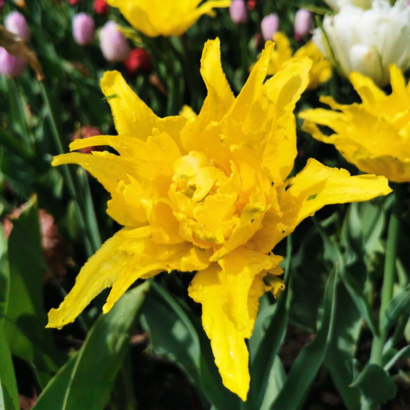 Lilienblütige Tulpe Yellow Spider (Blüte)