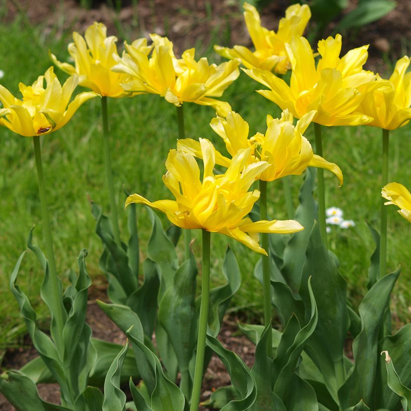 Lilienblütige Tulpe Yellow Spider (Hafen)