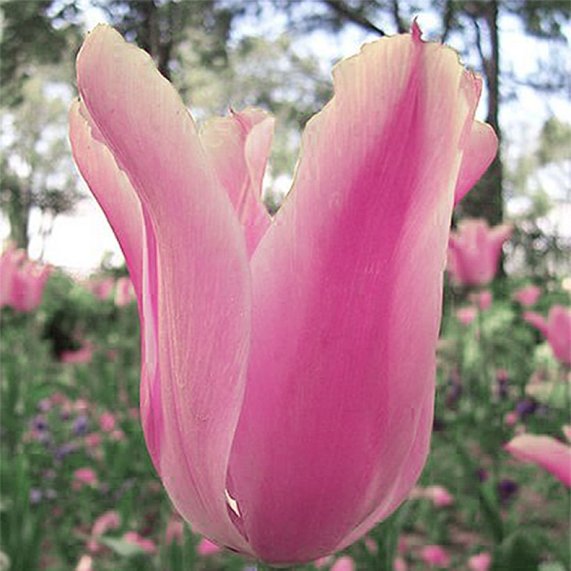 Tulipa fosteriana Albert Heijn (Blüte)