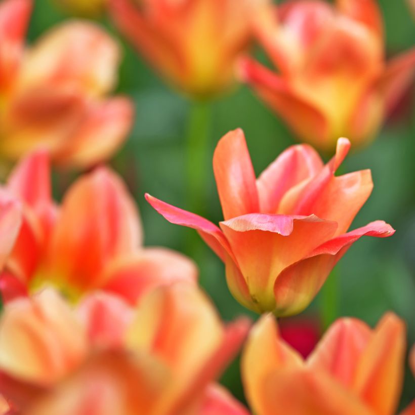 Tulipa fosteriana Apricot Emperor (Blüte)