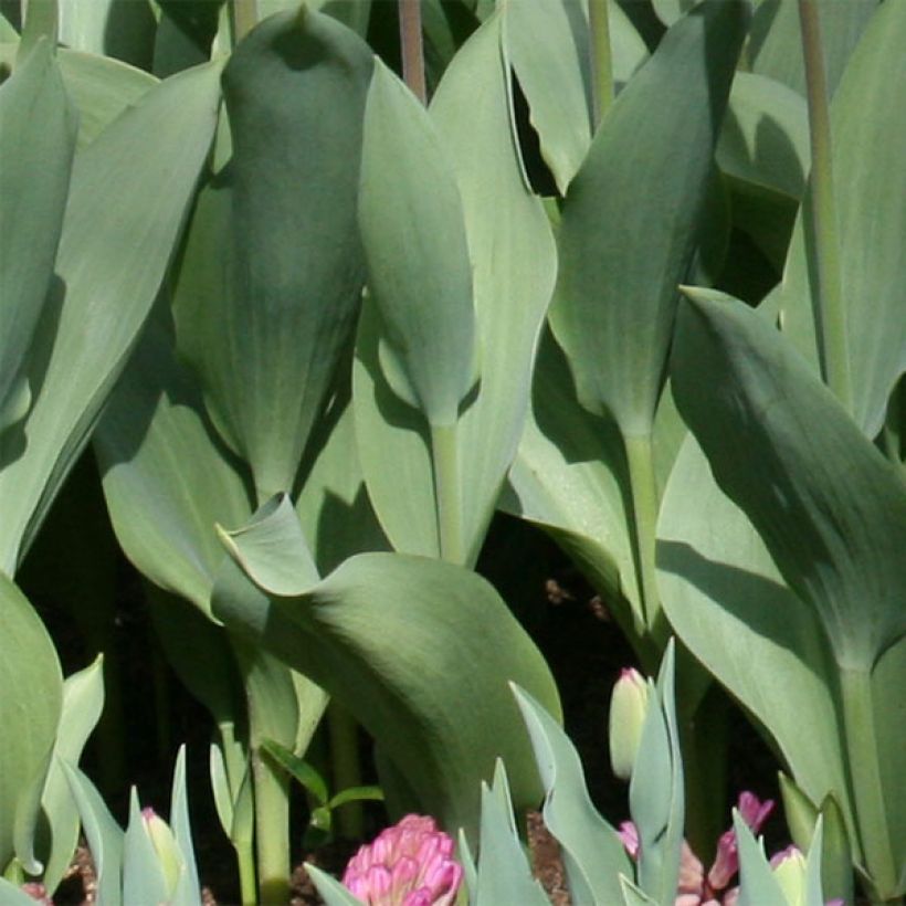 Tulipa fosteriana Flaming Purissima (Laub)