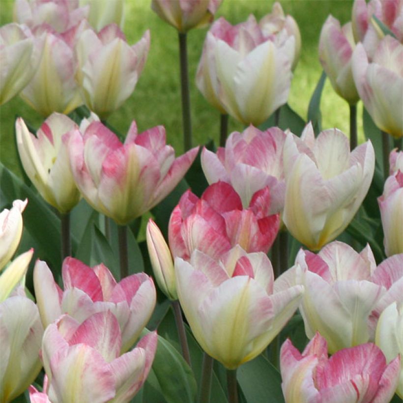 Tulipa fosteriana Flaming Purissima (Blüte)