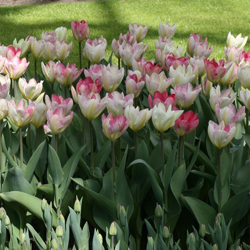 Tulipa fosteriana Flaming Purissima (Hafen)