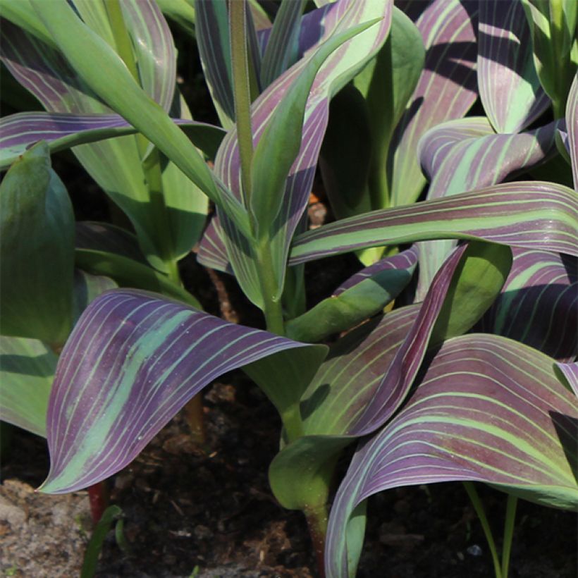 Tulipa fosteriana Juan (Laub)