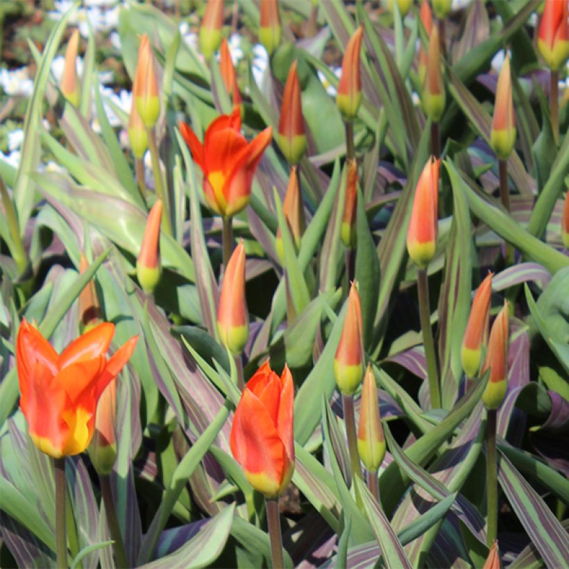 Tulipa fosteriana Juan (Blüte)