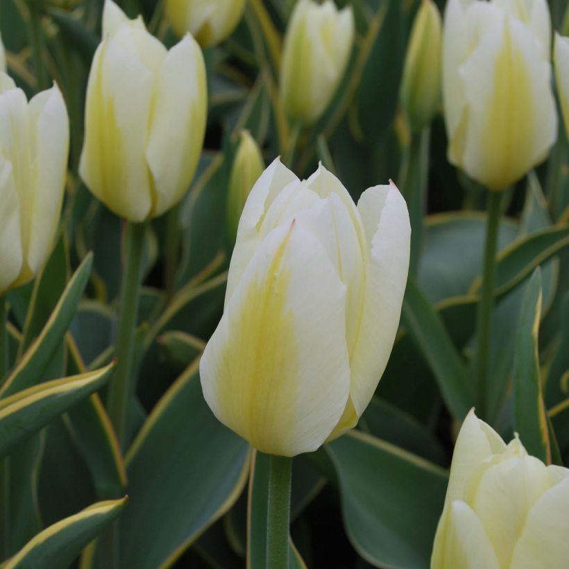 Tulipa fosteriana Purissima Design (Blüte)