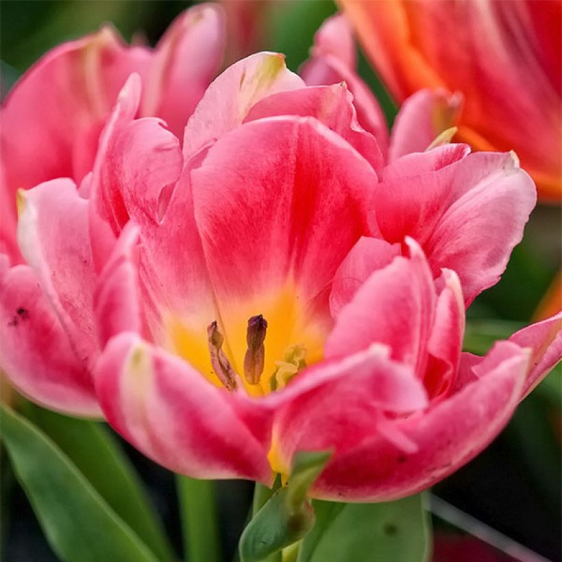 Frühe Gefüllte Tulpe Peach Blossom (Blüte)