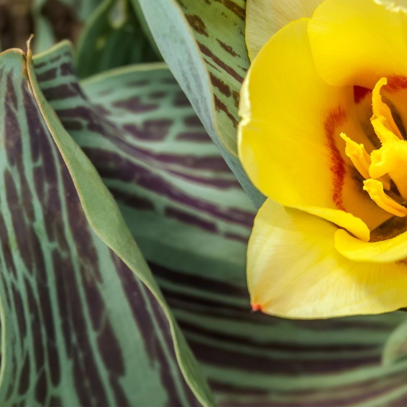 Tulipa greigii Mélodie d'amour (Laub)