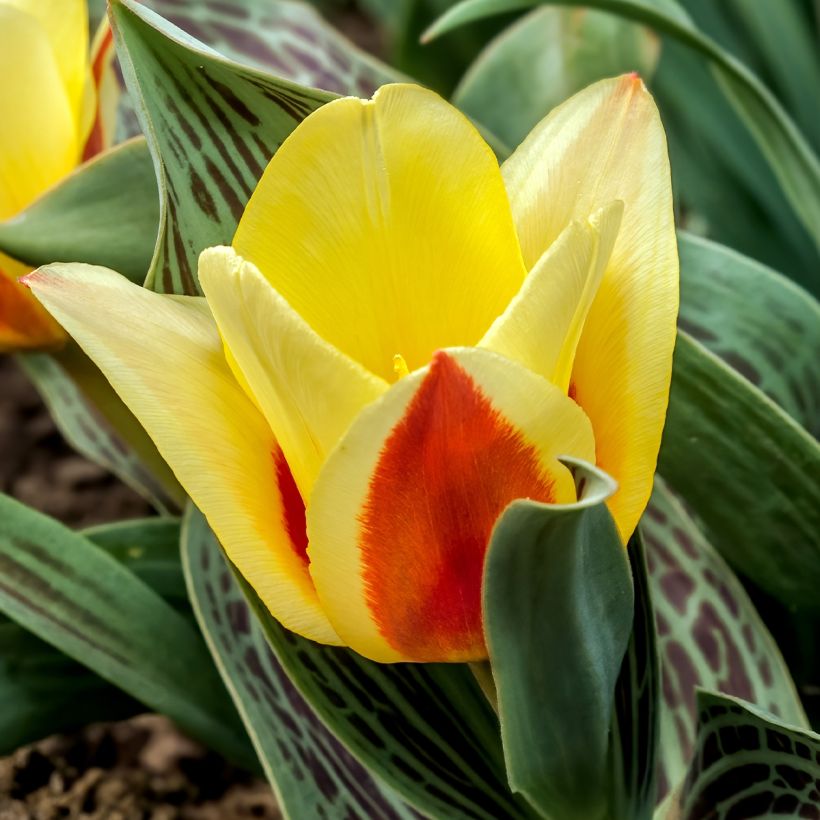 Tulipa greigii Mélodie d'amour (Blüte)