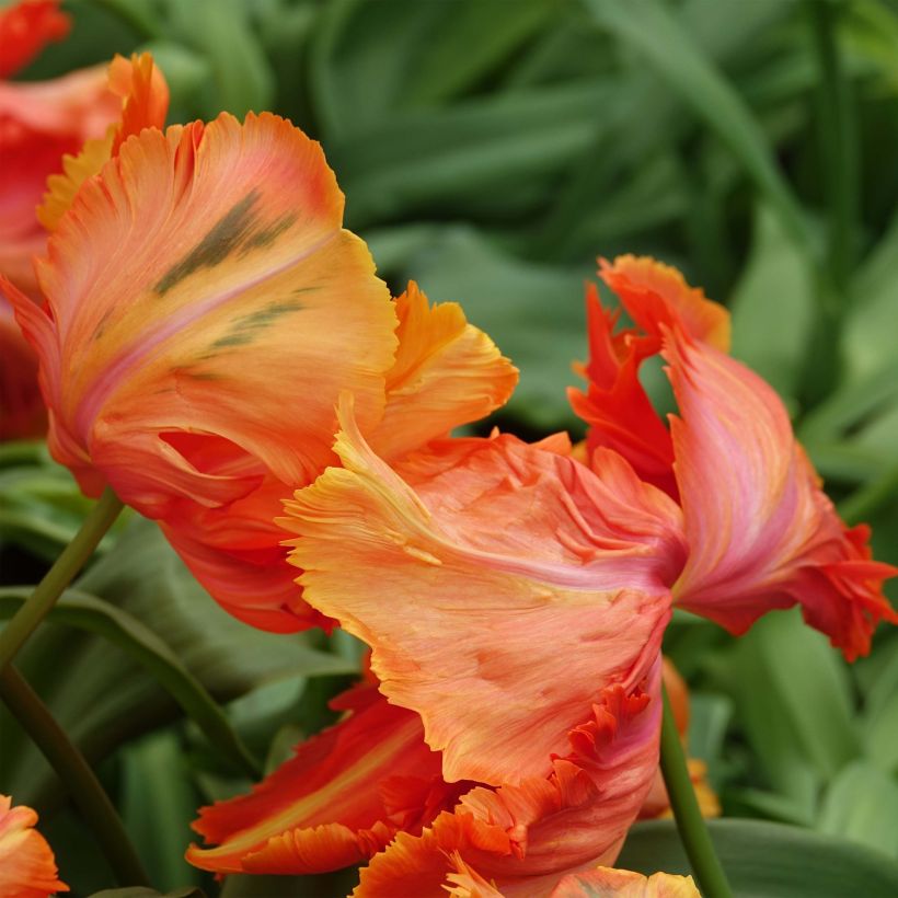 Papageien-Tulpe Avignon Parrot (Blüte)