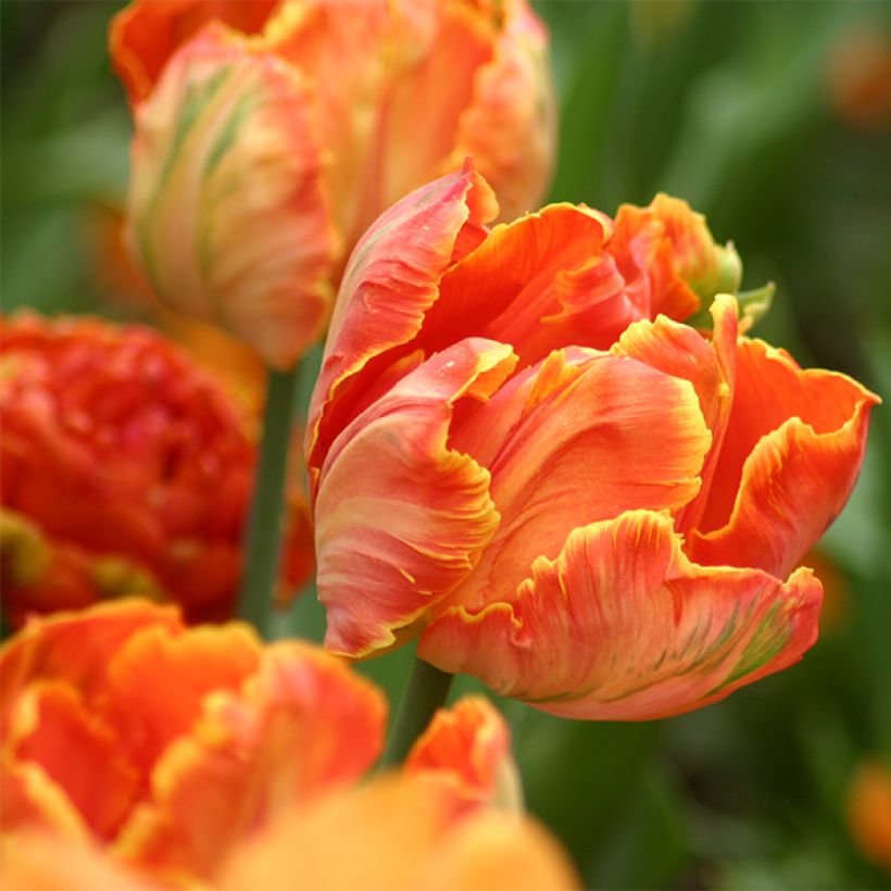 Papageien-Tulpe Professor Röntgen (Blüte)