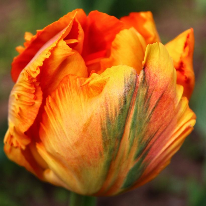 Papageien-Tulpe Comet (Blüte)