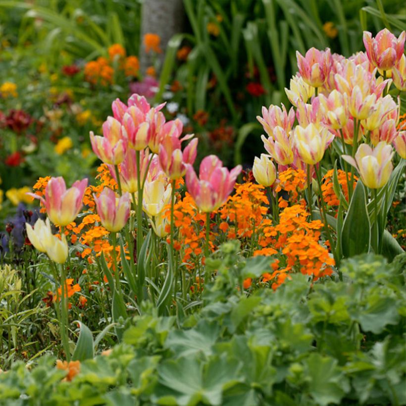 Mehrblütige Tulpe Antoinette (Hafen)