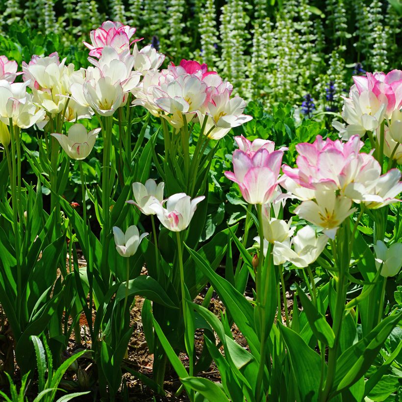 Mehrblütige Tulpe Candy Club (Hafen)