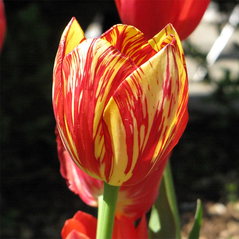 Mehrblütige Tulpe Colour Spectacle (Blüte)