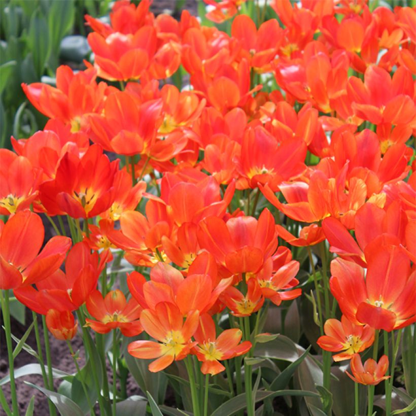 Mehrblütige Tulpe Orange bouquet (Blüte)