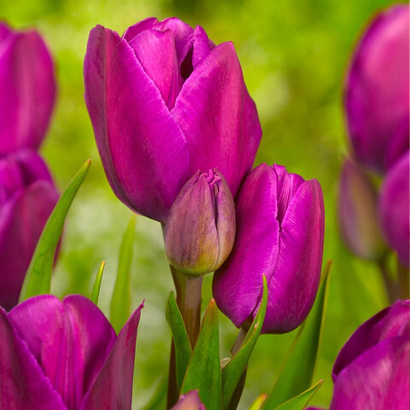 Mehrblütige Tulpe Purple Bouquet (Blüte)