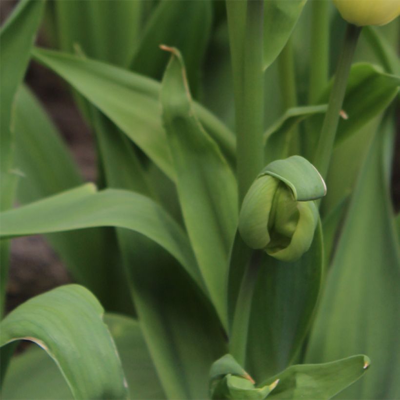 Mehrblütige Tulpe Rosy bouquet (Laub)