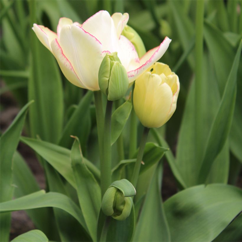 Mehrblütige Tulpe Rosy bouquet (Hafen)