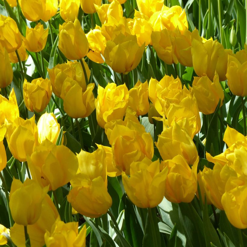 Frühe Einfache Tulpe Yokohama (Blüte)