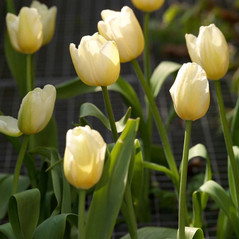 Späte Einfache Tulpe Catherina (Blüte)