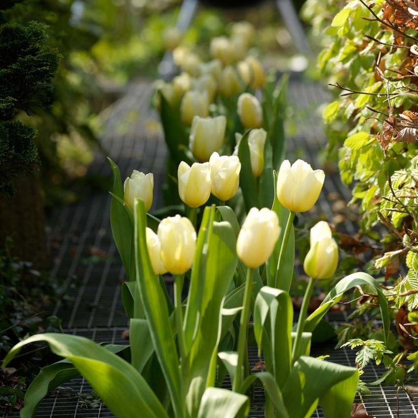 Späte Einfache Tulpe Catherina (Hafen)