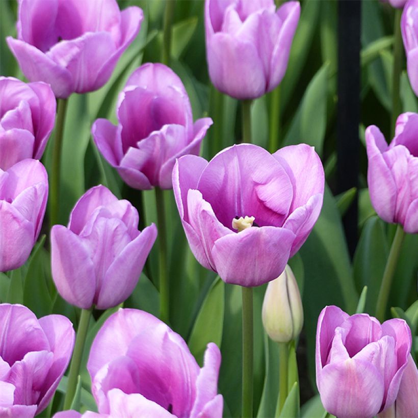 Späte Einfache Tulpe Violet Beauty (Blüte)